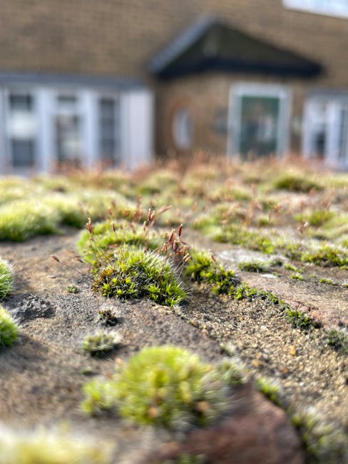 A close-up view of a weathered roof surface with patches of green moss growing in the cracks and uneven areas of the tiles. The moss displays various shades of vibrant green, with some brownish tips and fine, hair-like structures protruding from the colonies. The roof material appears to be asphalt or slate tiles with a rough, textured finish, and the moss has taken hold in the crevices where moisture collects. In the background, a blurred residential building with brick walls and white-framed windows is visible, indicating the setting is a domestic property. The lighting suggests a natural daylight condition, and the overall scene emphasizes the effect of weathering and environmental exposure on the roofing material, relating to the importance of maintenance and potential steps for moss removal, which is a common aspect of private roof upkeep or alternative waste handling in property management. The focus is primarily on the moss, with the house providing a contextual backdrop for home maintenance considerations involved in rubbish and debris clearance services by companies like House Clearance Hounslow.